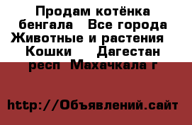 Продам котёнка бенгала - Все города Животные и растения » Кошки   . Дагестан респ.,Махачкала г.